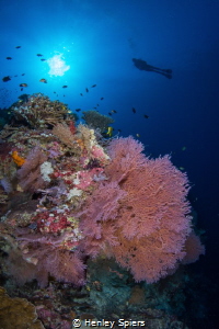 Reef Magic in Tubbataha by Henley Spiers 